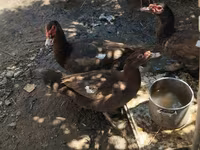 Ducks — 照片 6