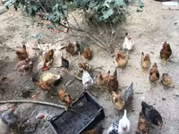 Chickens — फ़ोटो 1
