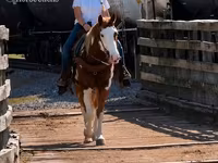 حصان, American paint horse — الصورة 8