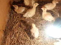 Breitbrüstig Weiß — Foto 2