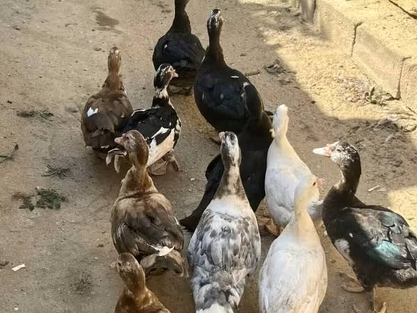 Domestic Muscovy