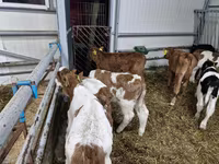 Rinder (Partie, Geschlecht nicht angegeben), Russian Black pied cattle — Foto 2