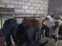 Bulle, Russian Black pied cattle — Foto 4