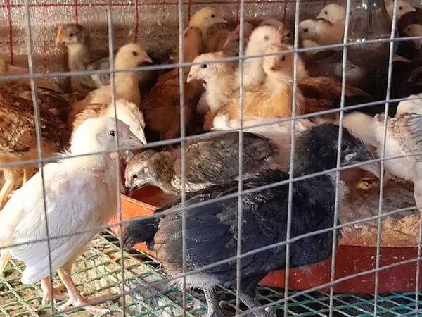 Chickens