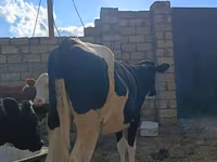 بقرة, Simmental cattle — الصورة 4
