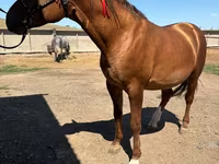 Caballo, Russian Don — foto 5