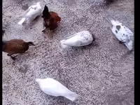 Chickens — Foto 3