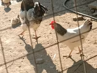 Chickens — 5-rasm