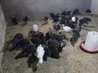 Blanca de pechuga ancha — foto 6