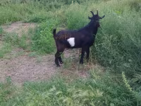 Ziegenbock, Ziegen — Foto 1
