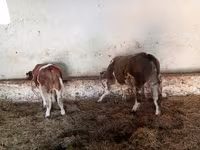 Бұқа, Simmental cattle — 4-сурет