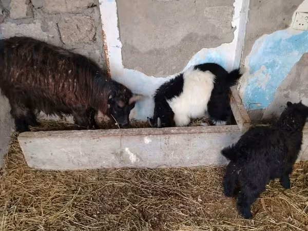 Cabra, Cabras
