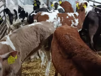 Vaca, Vaca Limousin — foto 7