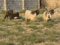 Cabra, Cabras — foto 1