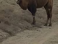 ناقة, Kazakh Bactrian camel — الصورة 2