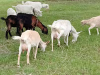 Ziege, Saanen goat — Foto 1