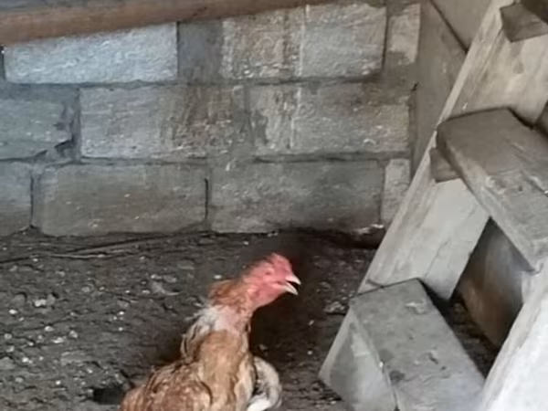 Chickens