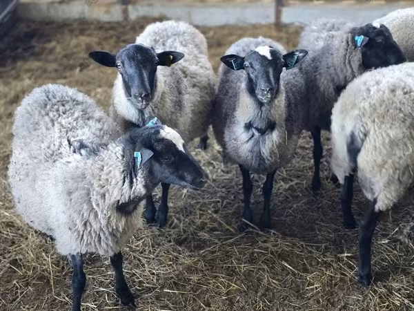 公羊, Romanov sheep