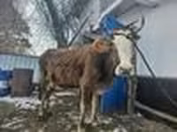 Сиыр, Ірі қара — 4-сурет