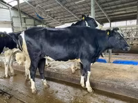 Kuh, Yaroslavl cattle — Foto 8