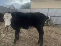 Vaca, Russian Black pied cattle — foto 7