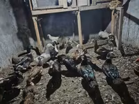 Ducks — फ़ोटो 2