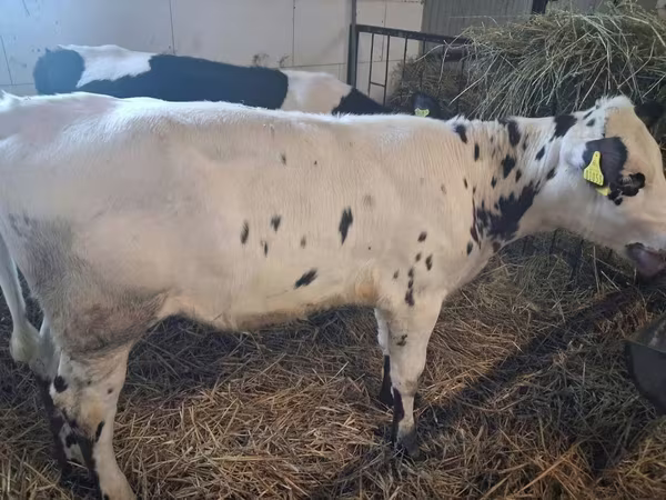 Kuh, Russian Black pied cattle