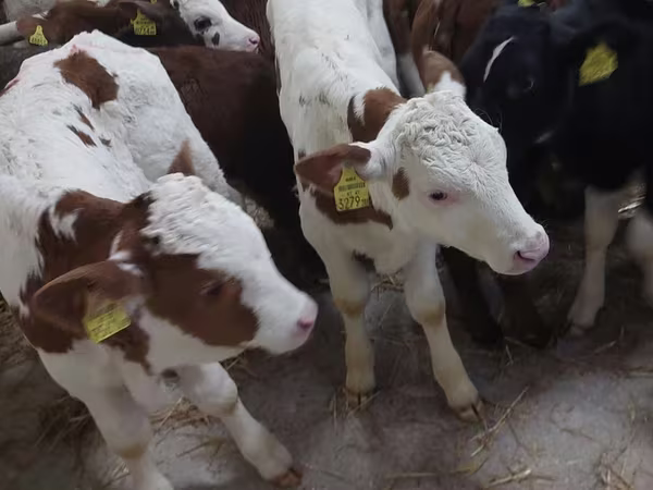 Bull, Simmental cattle