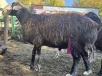 كبش, Edilbay sheep — الصورة 1