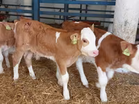 ثور, Simmental cattle — الصورة 4