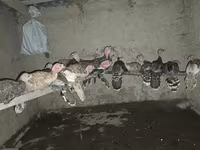Turkeys — photo 1
