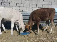 Cow, Alatau breed — photo 2