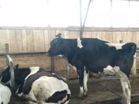 母牛, Swiss cattle — 照片 2