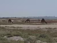 母骆驼, Kazakh Bactrian camel — 照片 5