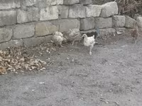 Chickens — फ़ोटो 2