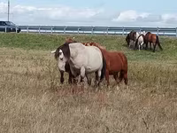 公马, Horses — 照片 3
