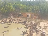 Ducks — फ़ोटो 4