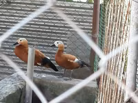 Ducks — الصورة 2