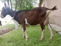 Ешкі, Alpine goat — 3-сурет