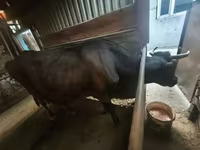 بقرة, Latvian Blue cattle — الصورة 1
