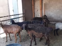 كبش, الأغنام — الصورة 1
