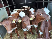 Бұқа, Simmental cattle — 2-сурет