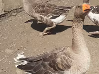 Geese — foto 6