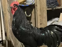 Chickens — फ़ोटो 2