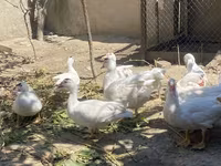 Ducks — الصورة 5