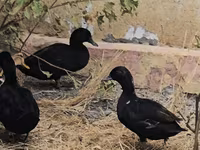 कॉल — फ़ोटो 2