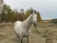 Caballo, Horse breed — foto 5