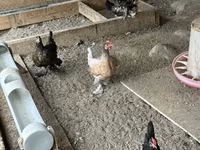 Chickens — الصورة 1