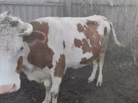 بقرة, Simmental cattle — الصورة 1