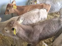 Rinder (Partie, Geschlecht nicht angegeben), Simmental cattle — Foto 2